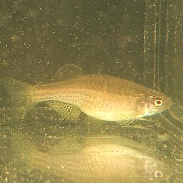 Luipaard danio's beschikbaar voor biedingen