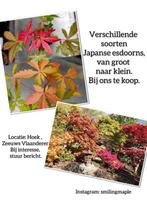 Japanse esdoorn Acer palmatum boom, Tuin en Terras, Ophalen, Halfschaduw, Overige soorten, Lente