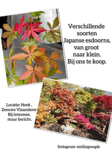 Japanse esdoorn Acer palmatum boom beschikbaar voor biedingen