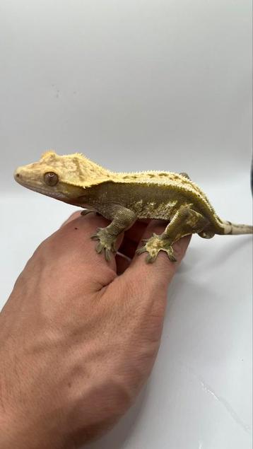 Gecko a crete wimpergecko crested gecko