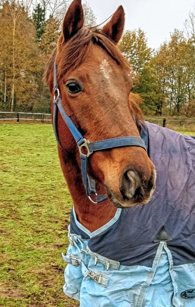 Volbloed ruin, Dieren en Toebehoren, Paarden, Ruin, B, 160 tot 165 cm, 3 tot 6 jaar, Recreatiepaard, Met stamboom, Gechipt, Ontwormd