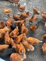Leghennen kippen bruin grote partij gezocht, Kip, Vrouwelijk
