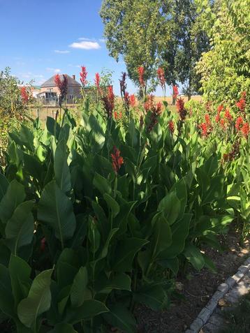 Bulbes à fleurs Cana