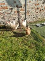Hennen te koop, Dieren en Toebehoren, Vrouwelijk, Kip