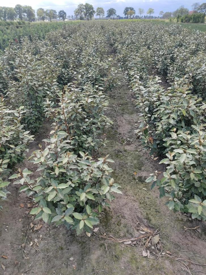 olijfwilg of eleagnus ebbengei, Tuin en Terras, Planten | Struiken en Hagen, Haag, Overige soorten, Minder dan 100 cm, Ophalen