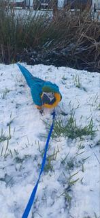 Handtam Blauw geel ara's, Dieren en Toebehoren, Vrouwelijk, Papegaai, Geringd