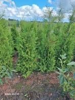 Thuja occidentalis brabant, conifeer tot 150 cm, Ophalen of Verzenden, Conifeer, Haag