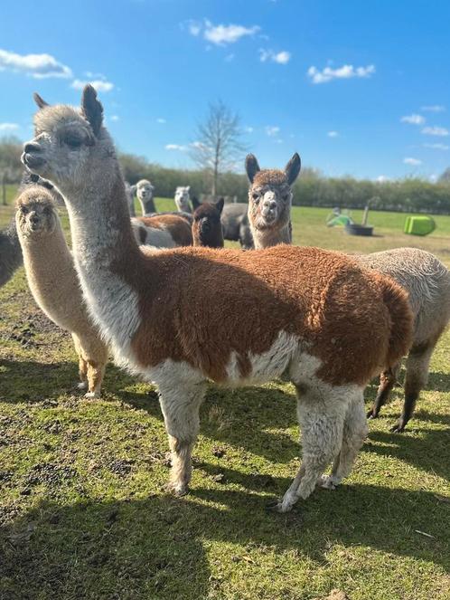 Dragende alpaca merries, Dieren en Toebehoren, Overige Dieren, Vrouwelijk