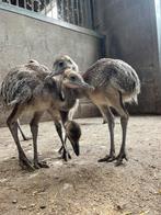 Nandoe kuikens grijs, Dieren en Toebehoren, Geslacht onbekend, Overige soorten