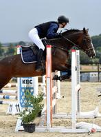 Lieve, leuke D-Pony te koop, Dieren en Toebehoren, Merrie, Gechipt, Springpony, L