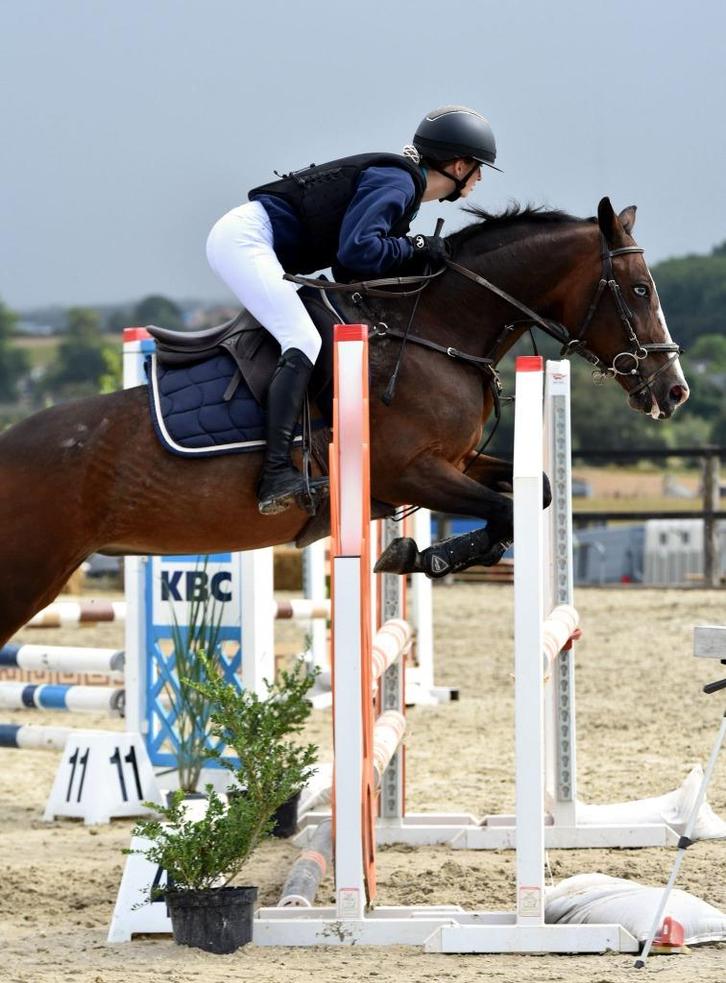 Lieve, leuke D-Pony te koop, Dieren en Toebehoren, Pony's, Merrie, L, D pony (1.37m tot 1.48m), Springpony, 11 jaar of ouder, Met stamboom