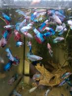 Kempvissen halfmoon bettas, Dieren en Toebehoren, Vissen | Aquariumvissen