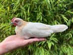 Hollandse kriel haantje, Dieren en Toebehoren, Pluimvee