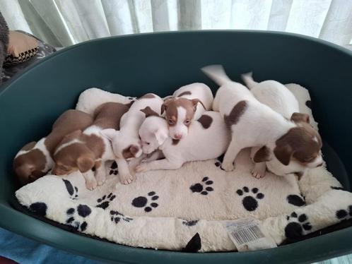 Boerenfox pups
