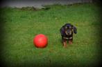 Teckel pups kaninchen, Dieren en Toebehoren, Kaninchen, België, CDV (hondenziekte), 8 tot 15 weken