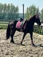 Fiona, Dieren en Toebehoren, Paarden, Merrie