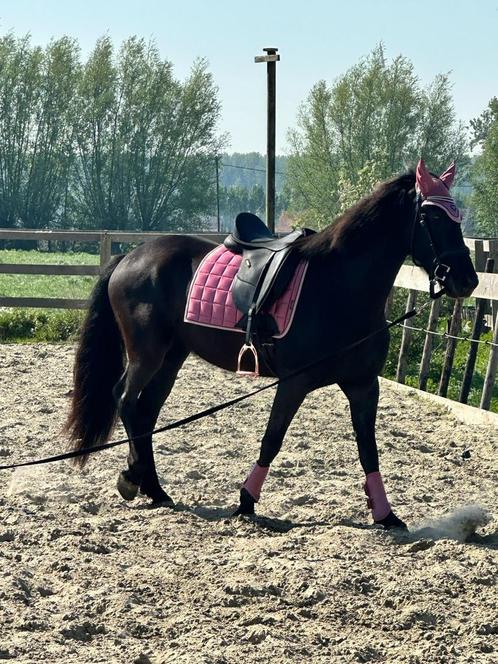 Fiona, Dieren en Toebehoren, Paarden, Merrie