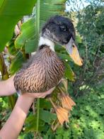 Jonge Indische loopeenden - begin juni, Dieren en Toebehoren, Tam