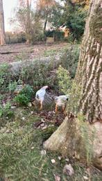 20 tal jonge kippen en oudere, Dieren en Toebehoren, Pluimvee, Meerdere dieren, Kip