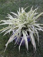 Zebragras/graslelie, Overige soorten, Minder dan 100 cm, Bloeiende kamerplant, Volle zon