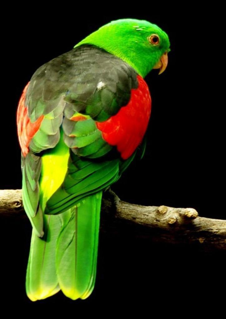 Gezocht man roodvleugel, Dieren en Toebehoren, Vogels | Parkieten en Papegaaien, Parkiet, Mannelijk, Geringd