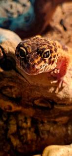 luipaard gekko's, Dieren en Toebehoren, Tam