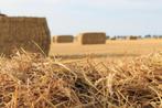 grote balen (frans) tarwe stro, Zakelijke goederen, Landbouw | Veevoer, Ophalen of Verzenden