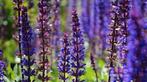 Salvia Nemerosa, Tuin en Terras, Planten | Tuinplanten, Ophalen, Halfschaduw