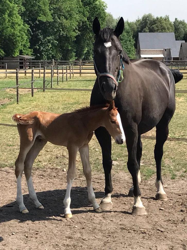 Fokmerrie, Animaux & Accessoires, Chevaux