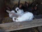 VLINDERKONIJNEN  van 3 maand., Dieren en Toebehoren, Konijnen, Meerdere dieren, Groot, 0 tot 2 jaar