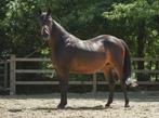 Drachtige dressuurmerrie te koop, Dieren en Toebehoren, Merrie