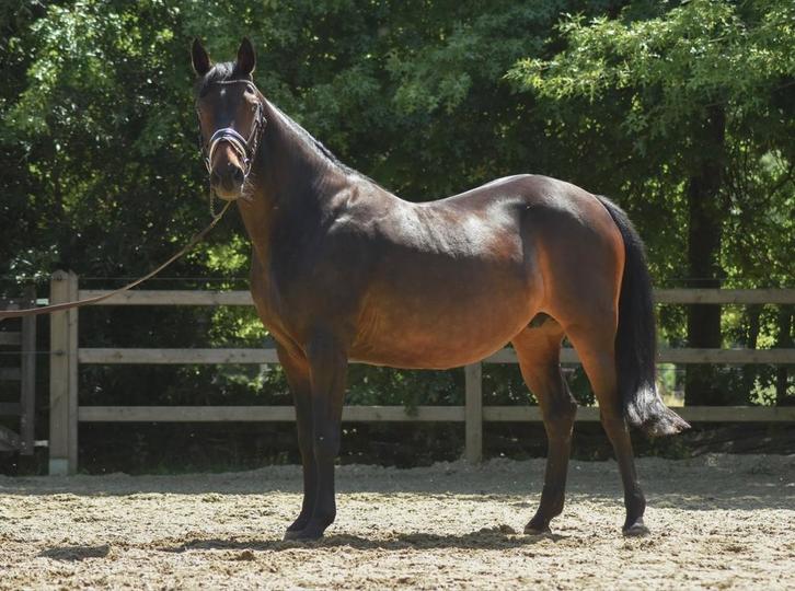 Drachtige dressuurmerrie te koop, Dieren en Toebehoren, Paarden en Pony's | Dekhengsten en Fokmerries, Merrie