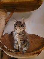 Maine Coon kitten met stamboom - Grote lijn, Dieren en Toebehoren, Katten en Kittens | Raskatten | Langhaar, Poes, Gechipt, 0 tot 2 jaar