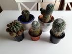 5 cactussen hoogte 10-15cm, Huis en Inrichting, Kamerplanten, Ophalen
