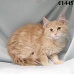 Maine Coon - kittens te koop, Dieren en Toebehoren, Meerdere dieren, Gechipt, 0 tot 2 jaar