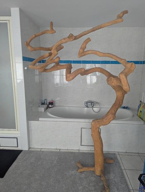 Echte boom - leuk interieurobject!, Huis en Inrichting, Overige Huis en Inrichting, Gebruikt, Ophalen