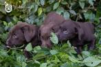 bruine labrador pups, beide ouders zijn aanwezig, Dieren en Toebehoren, Honden | Retrievers, Spaniëls en Waterhonden, België, Parvo