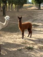 Alpaca's te koop (ong 5/6 maand oud), Ophalen of Verzenden, Nieuw, Overige diersoorten