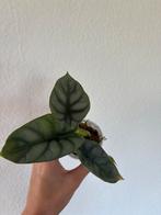 Alocasia-nevel, Ophalen of Verzenden