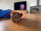 Cavia-zeugje, Dieren en Toebehoren, Januari, Cavia, Tam