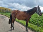 Zangerheide jaarlinger, Animaux & Accessoires, Chevaux, 165 à 170 cm, 0 à 2 ans, Vermifugé, Ne s'applique pas