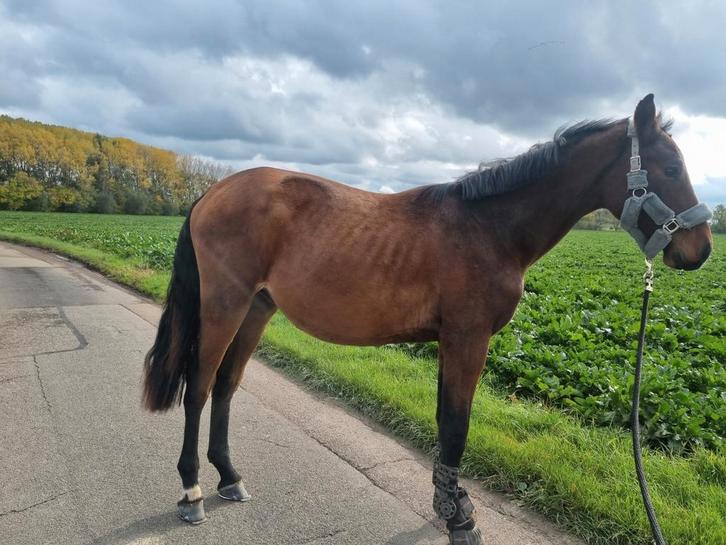 Zangerheide jaarlinger, Animaux & Accessoires, Chevaux, Étalon, Ne s'applique pas, 165 à 170 cm, 0 à 2 ans, Avec pedigree, Avec puce électronique