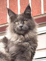 Blue Smoke Maine Coon poesje met de stamboom!, Dieren en Toebehoren, Poes, Gechipt, 0 tot 2 jaar