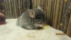 chinchillas, Dieren en Toebehoren, Knaagdieren, Chinchilla, Augustus, Mannelijk, Tam