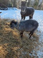 Blauwschimmeltan bok