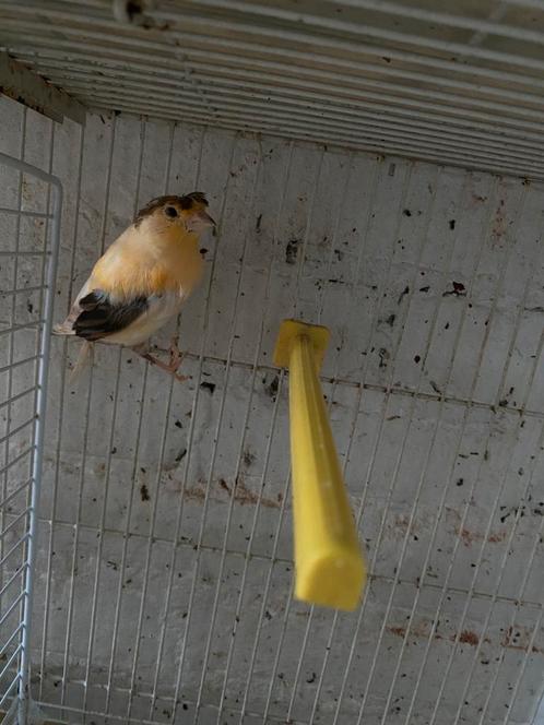 Kanarie man 2025, Dieren en Toebehoren, Vogels | Kanaries, Postuurkanarie, Mannelijk