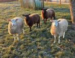 4 kruising lammeren, Dieren en Toebehoren, Meerdere dieren, Schaap, 0 tot 2 jaar