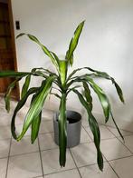 XL plant dracaensis incl. pot, Ophalen