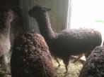 Alpaca merrie, Dieren en Toebehoren