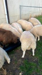 Dekrammen, Dieren en Toebehoren, Schapen, Geiten en Varkens